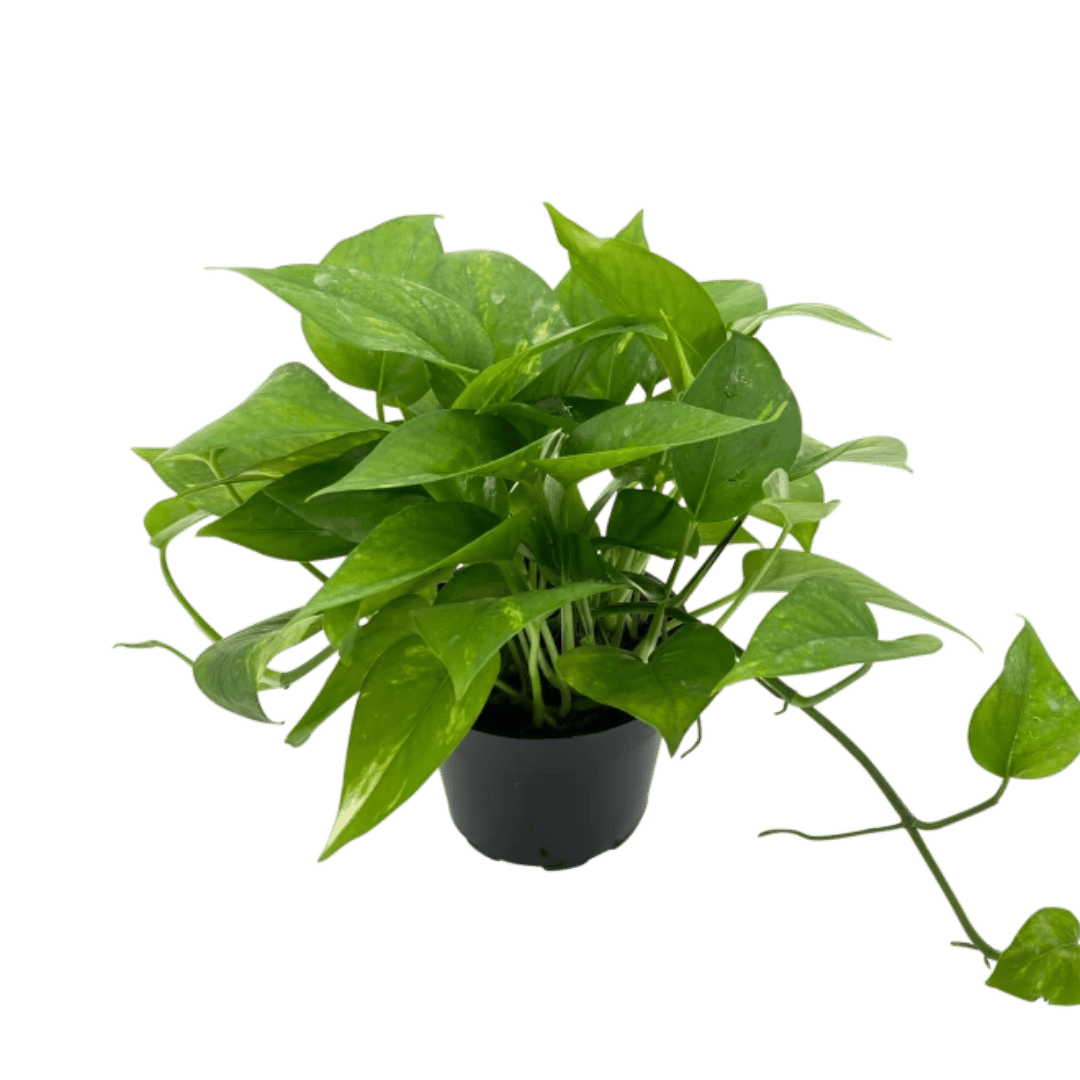 Live Money Plant- Green