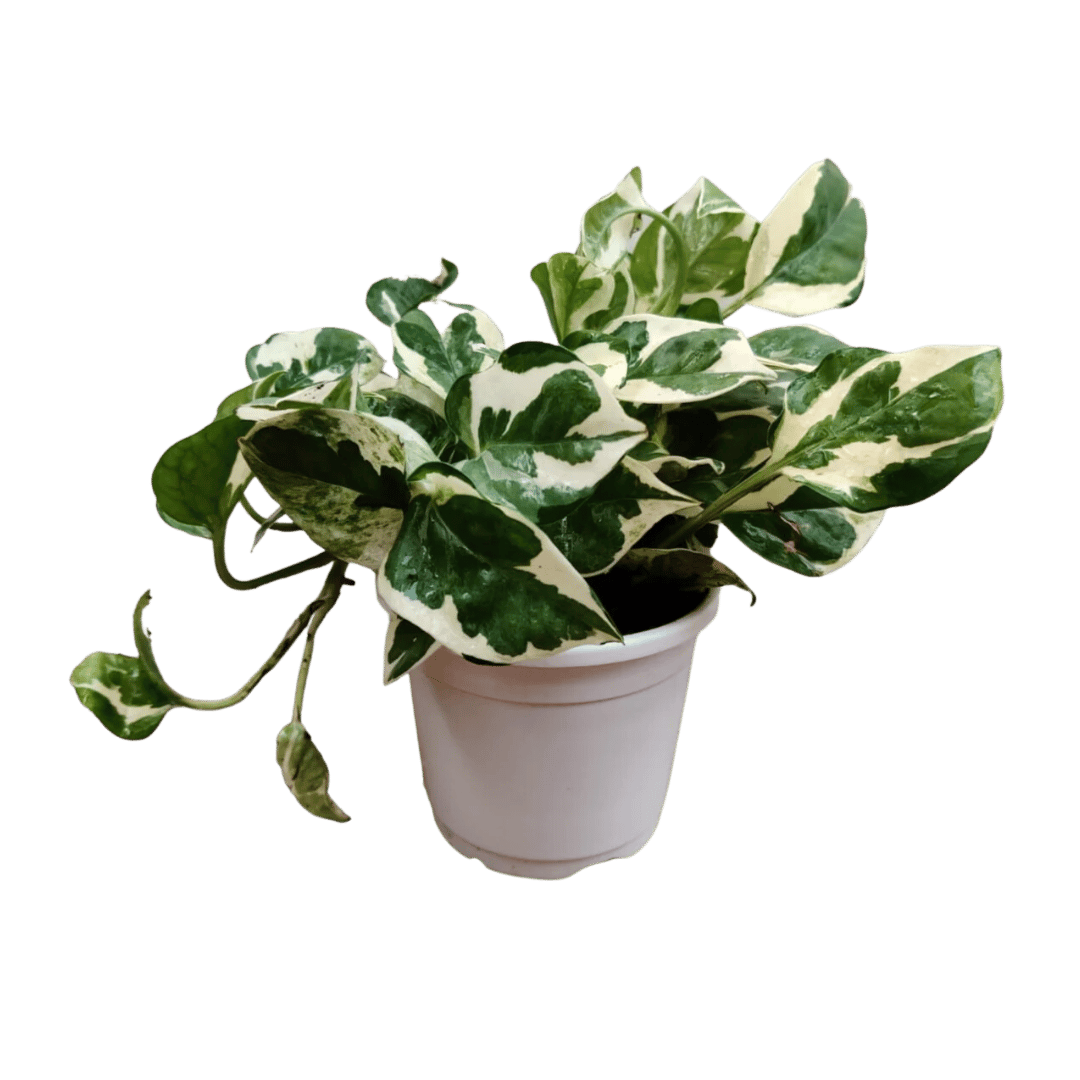 Live Marble Prince Air Purifier Money Plant - Feng Shui Prosperity Enhancer