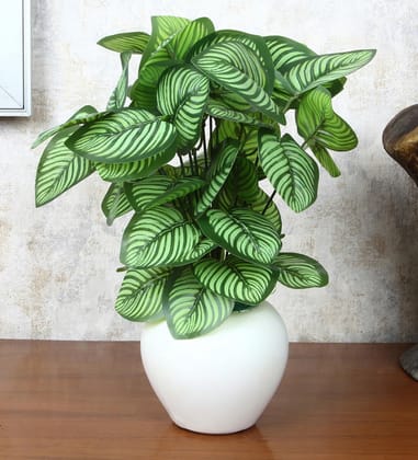 Foliyaj Artificial Calathea Plant with Apple Pot |Artificial Plants for Home Decor| Indoor Artificial Plants for Living Room|Potted Artificial Plants