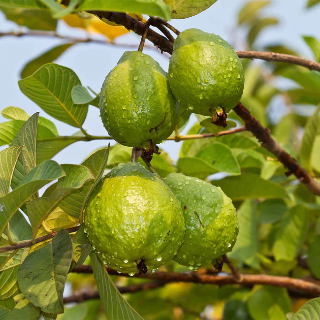 Organic Guava