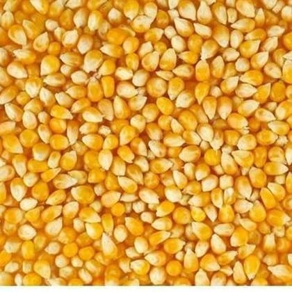 Maize