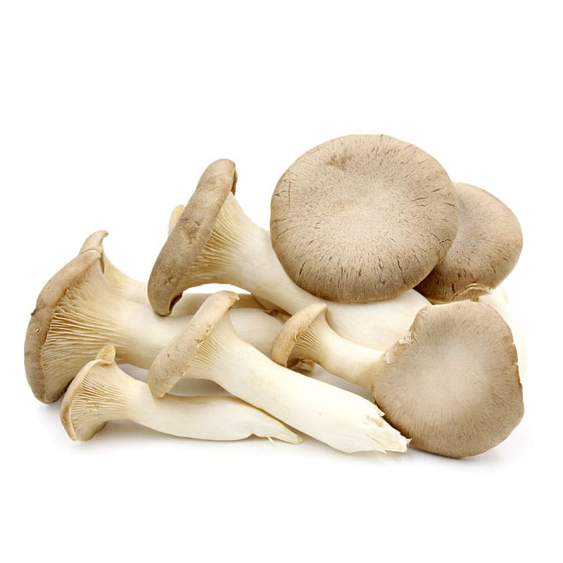 Oyster Mushroom (Tingri)