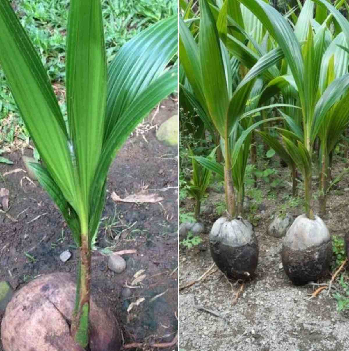 Coconut Seedling for Tender Coconut Harvesting | ( 5 piece )