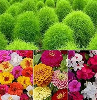 Flower Seeds Summer Flower -4 Pkts (Kochia 100 Seeds,Portulaca 300 Seeds, Zinnia Dahlia Flowered Mix 50 Seeds,Vinca Mix 100 Seeds)