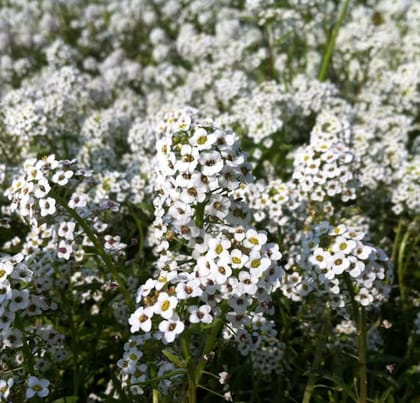 Biocarve Sweet Alyssum White (Lobularia maritima)- Pack of 200 Seeds