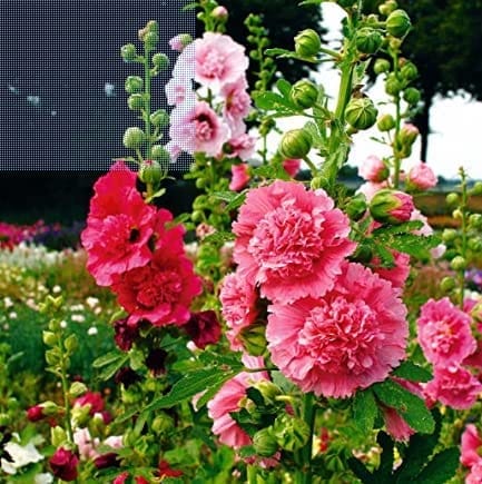 Hollyhocks Dbl Dwarf - Pack of 50 Seeds