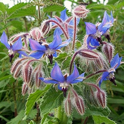 Biocarve Borage - Pack of 50 seeds