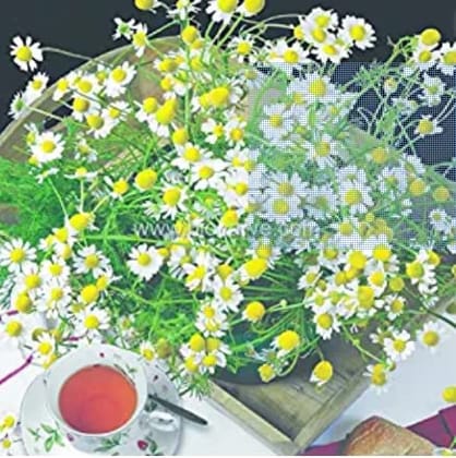 Biocarve Seeds German Chamomile - Pack of 50 seeds