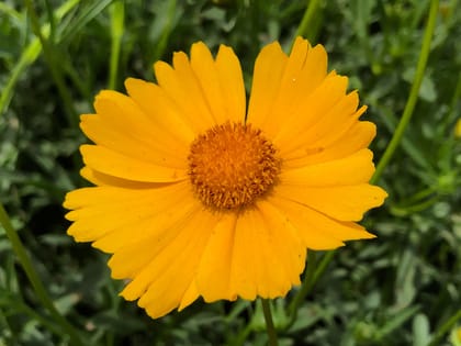 Biocarve Seeds Flower Seeds : Coreopsis Lanceolata Dwarf Mayfield Flower Seeds For Garden - Kitchen Garden 250 Gms