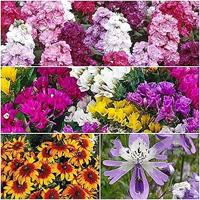 Biocarve Seeds Exotic Winter Flowers Kit | Pack Of 4: 50 Seeds In Each