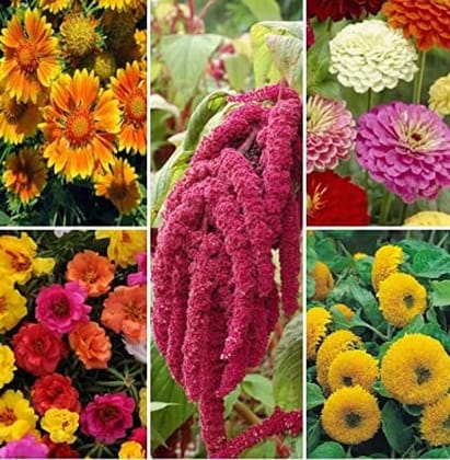 BIOCARVE SEEDS Summer Flowers-5 Packets (Helianthus 40 Seeds, Zinnia Dahlia Flower 50 Seeds, Portulaca grandiflora Pacific Mix 300 Seeds, Gaillardia Flower 100 Seed