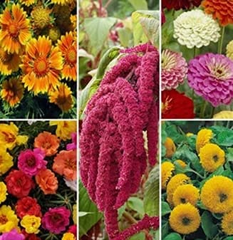 BIOCARVE SEEDS Summer Flowers-5 Packets (Helianthus 40 Seeds, Zinnia Dahlia Flower 50 Seeds, Portulaca grandiflora Pacific Mix 300 Seeds, Gaillardia Flower 100 Seed, Amaranthus Love Lies Bleeding Seed