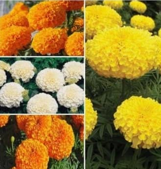 Biocarve Marigold African F2 kit - 4 Packets(Marigold Orange 50 Seeds,White 50 Seed,Yellow 50 Hawai Orange 100seeds)