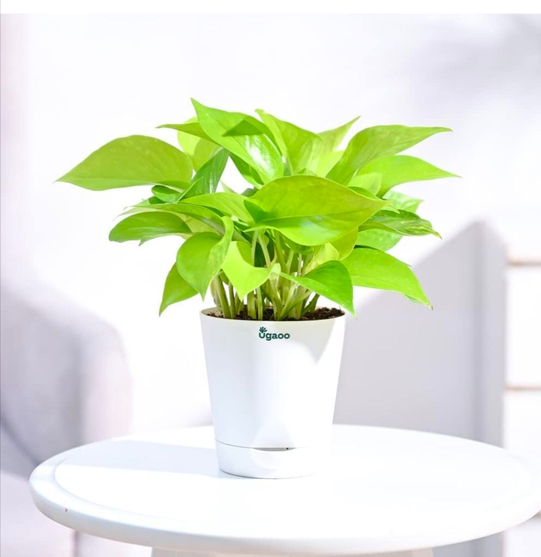 Ugaoo Golden Money Plant Indoor With Self Watering Pot