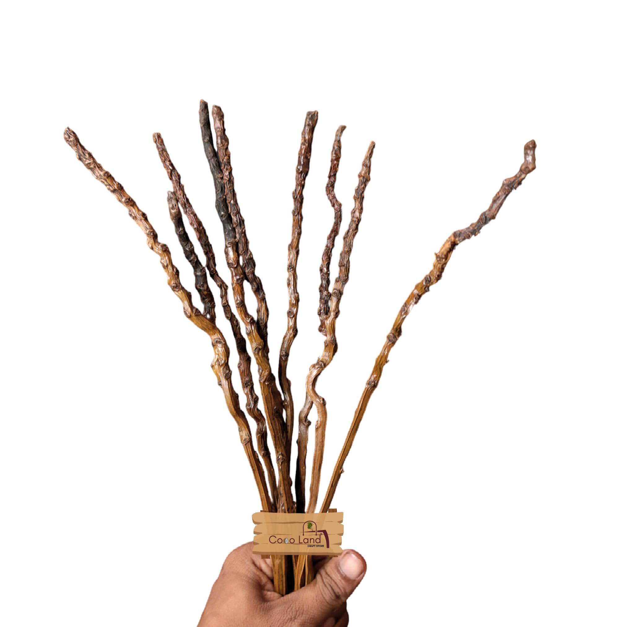 Coco land Coconut Bunch Stem Pack of 12  Varnished / Dry Flower Stem /Natural Flower Stem /Raw Craft