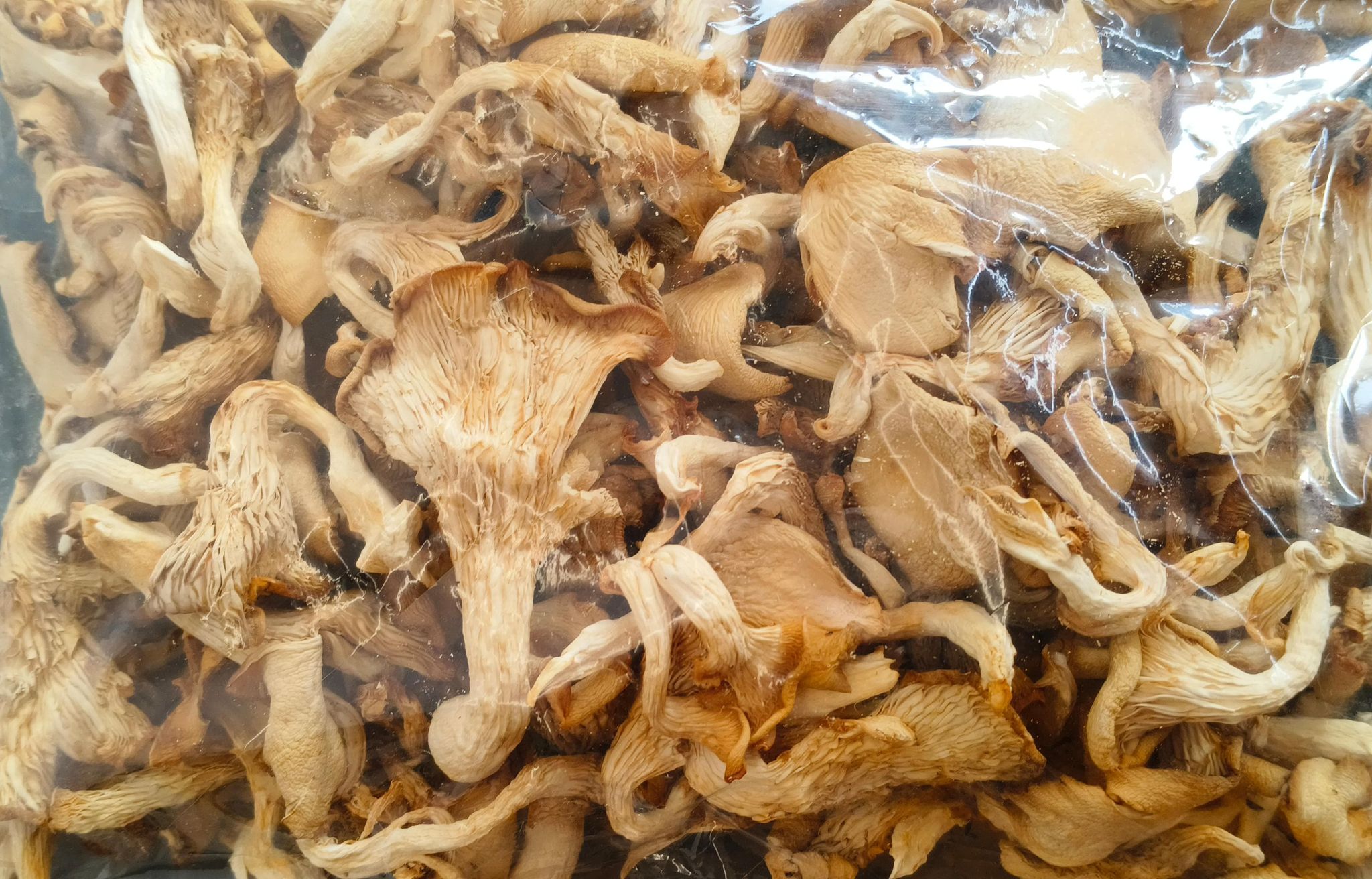 DRY OYSTER MUSHROOM