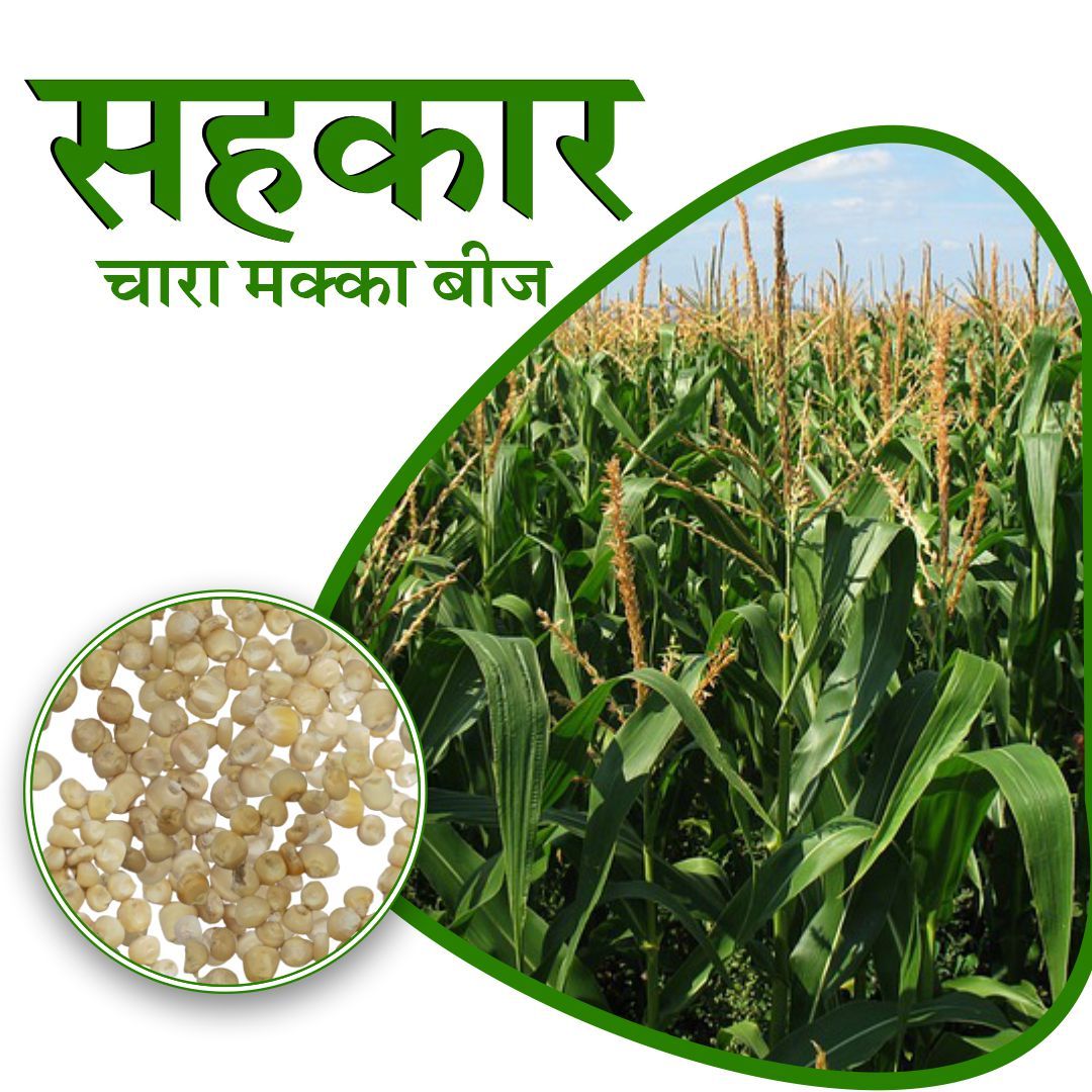 Maize (J-1006)- 5 Kg