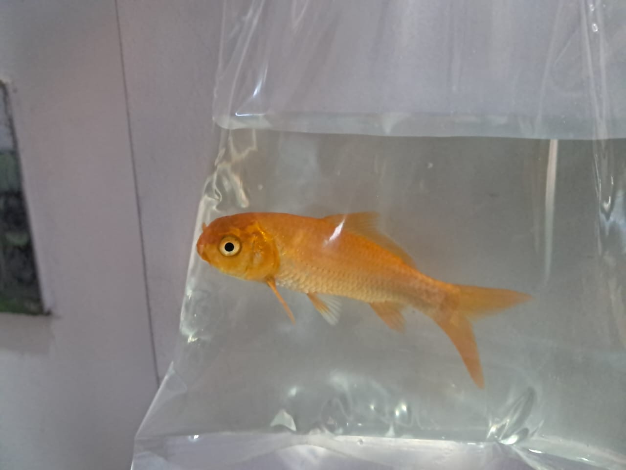 Gold fish