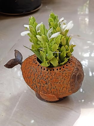 Ecoco creations Coconut Shell Fish Shaped Succulent Plant Holder for Indoor OR Out Door