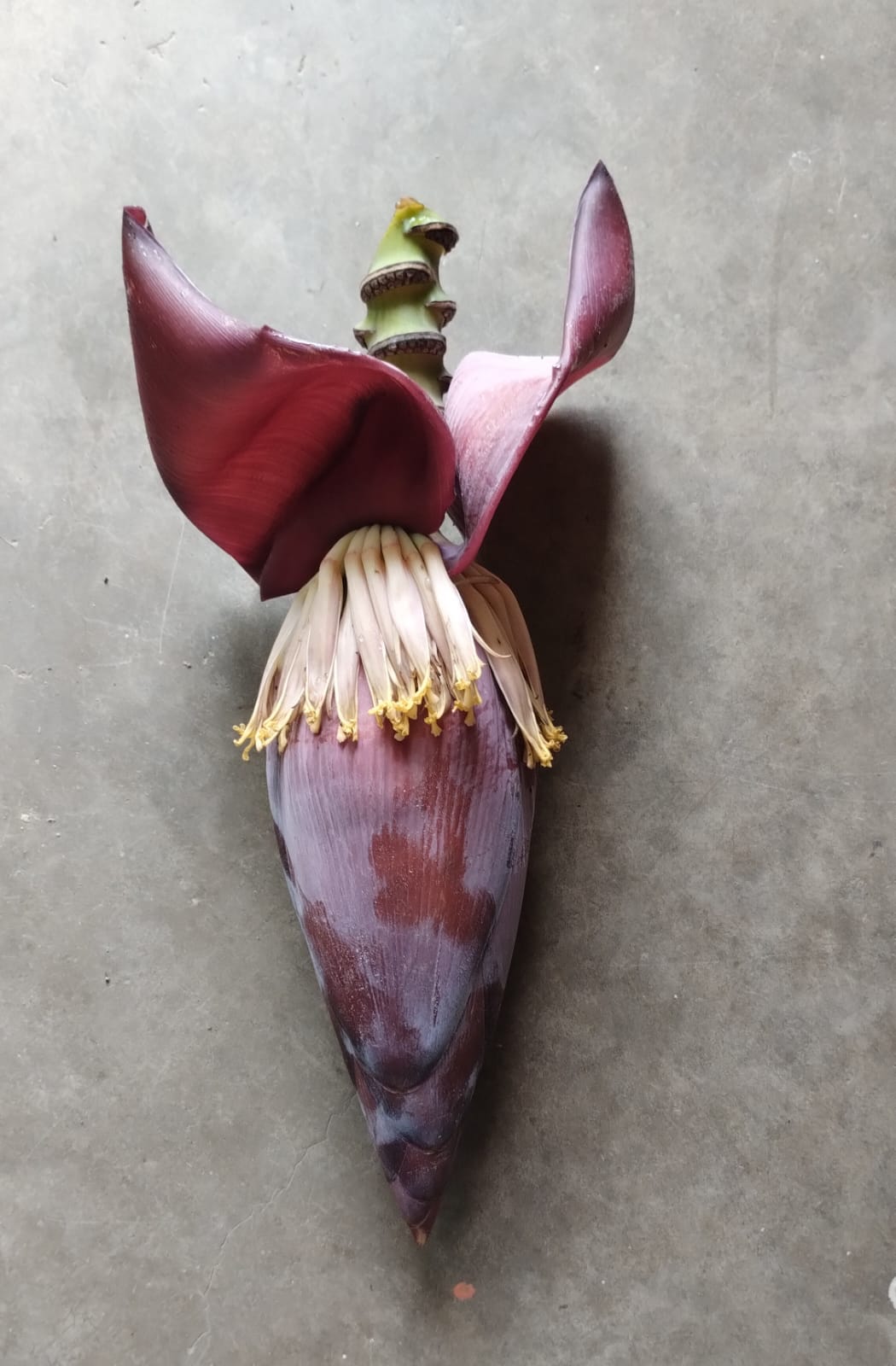 Banana Flower/pack of 3 @ Rs.50