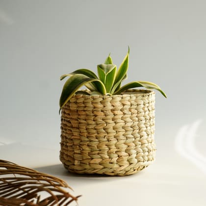 Kauna Grass Small Planter