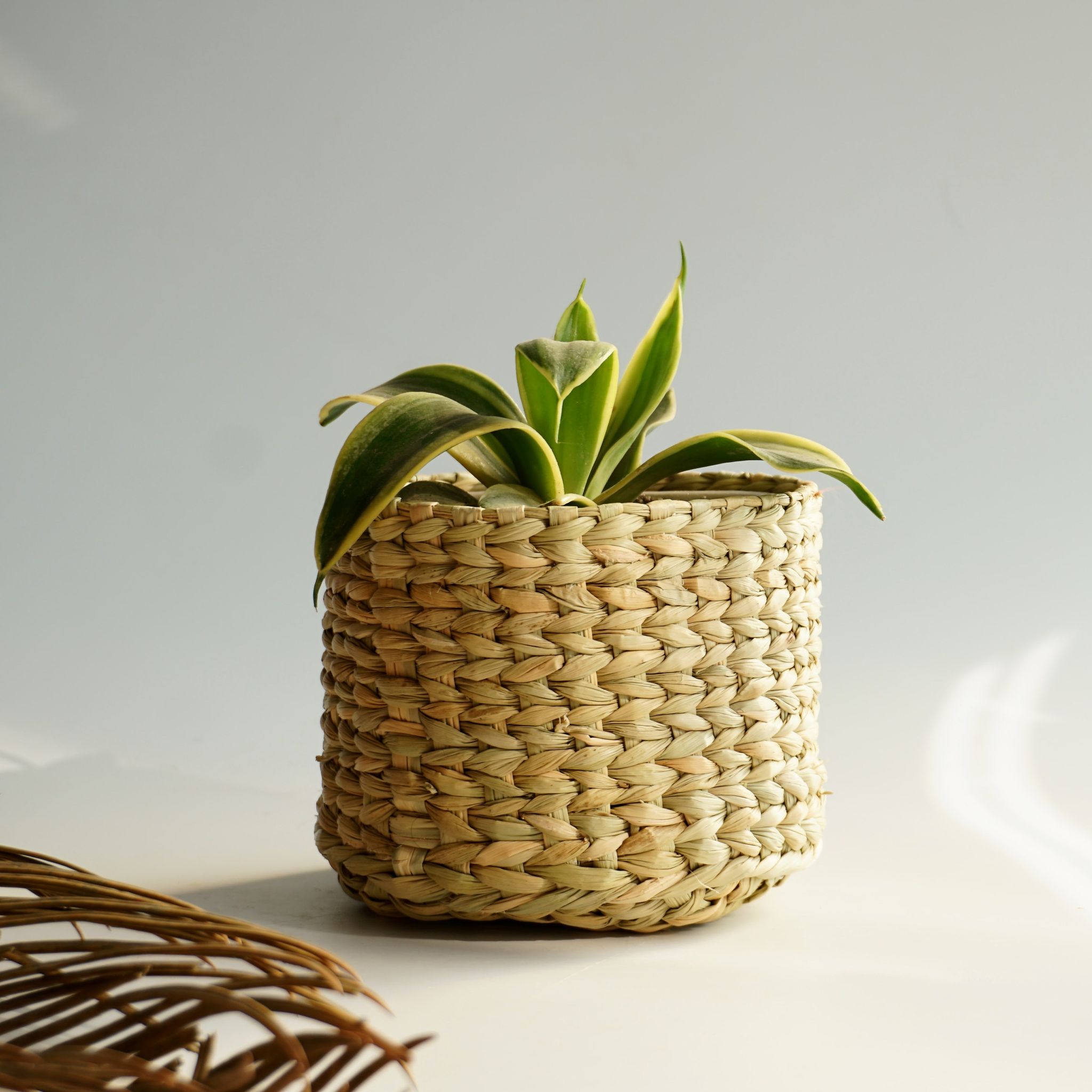 Kauna Grass Small Planter