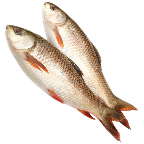 Fresh Rohu Fish