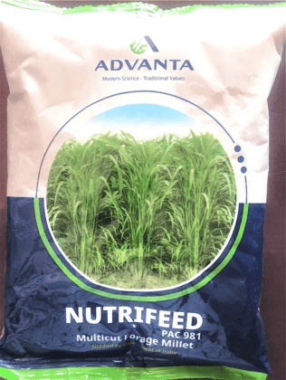Millet Seeds - Nutrifeed PAC 981
