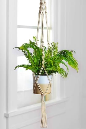 Twisted Macrame Plant Hanger