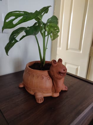 GreenVibe Big Terracotta Turtle Planter