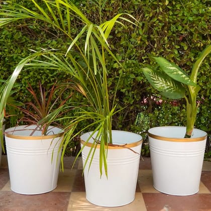 White Bucket Metal Planter