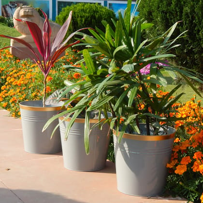 Grey Bucket Metal Planter