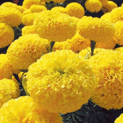NSC Yellow Marigold Seed, Variety: Pusa Bahar , 10 gm