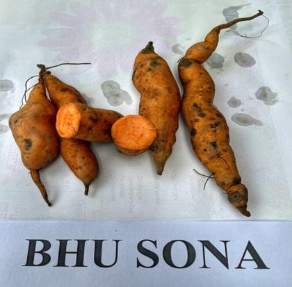 NSC Sweet  Potato Bhu Sona Variety -100 vines