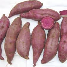 NSC Sweet Potato Bhu Krishna Variety -100 vines