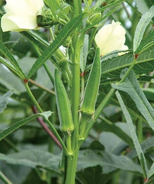 Okra seeds Seed pack of 30