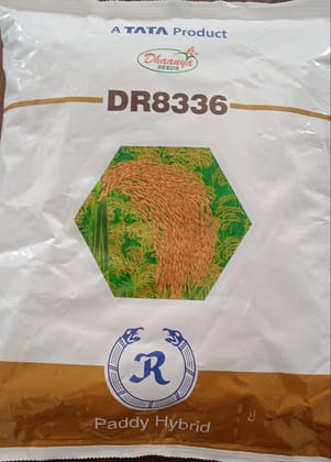 DR 8336 Hybrid paddy seed