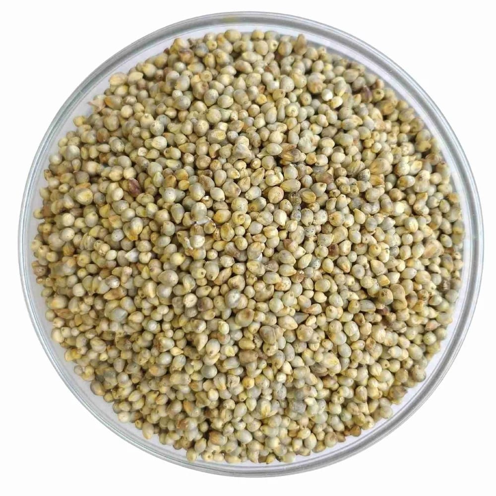 Pearl Millet