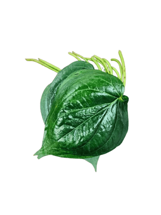 Betel leaf or paan leaf