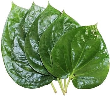 BETEL LEAF PLANT /Paan/Pan Patta Healthy Live Plant,