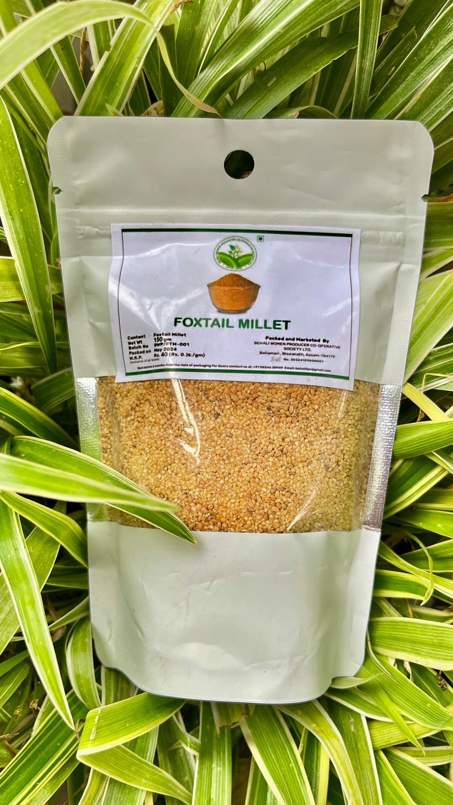 Foxtail Millet