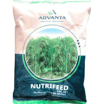 Advanta PAC 981 - Millet