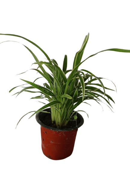 Spider Plant