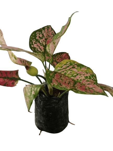 Aglaonema Lady Valentine