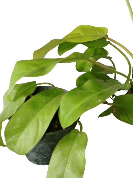 Philodendron Erubescens Gold Natural Live Plant in Pot