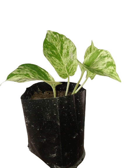 Money Plant