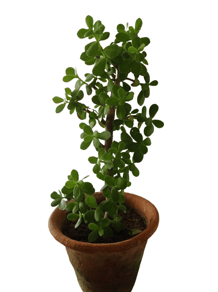 Lucky Jade Plant (Portulacaria afra)