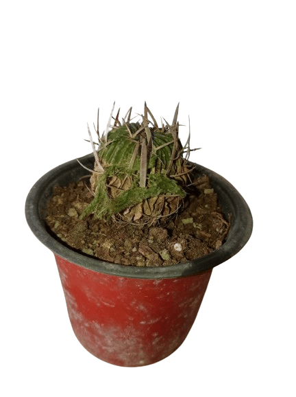 Multicostatus Cactus Plant