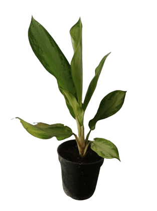 Aglaonema Plant with Black  Round Pot Plant For indoor & outdoor