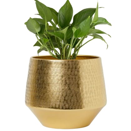 Eion Jr Gold Metal Plant Pot